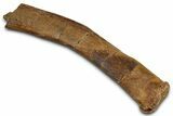 Fossil Hadrosaur (Edmontosaurus) Chevron Bone - Wyoming #377621-1